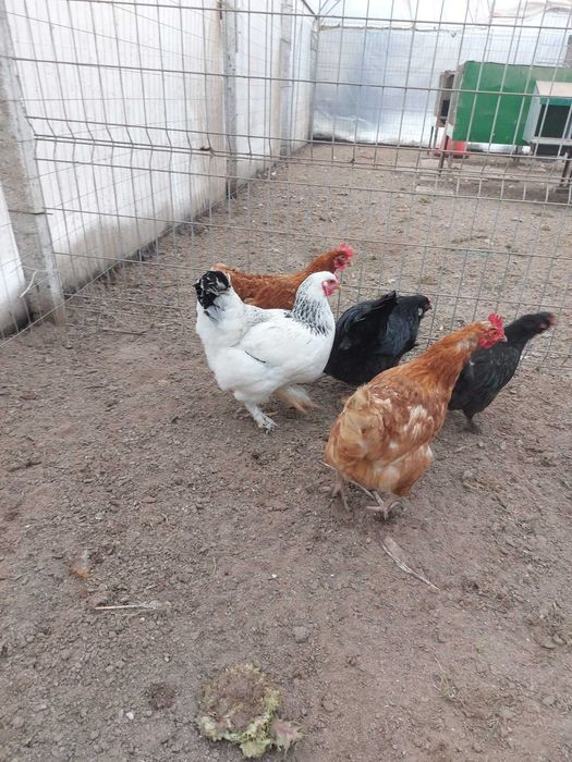 Продавам оплодени яйца за инкубация