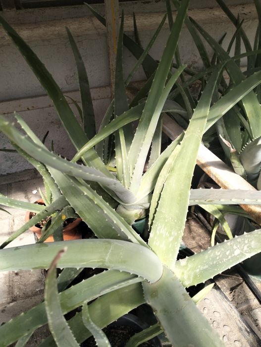 Продам Алоэ для лечения