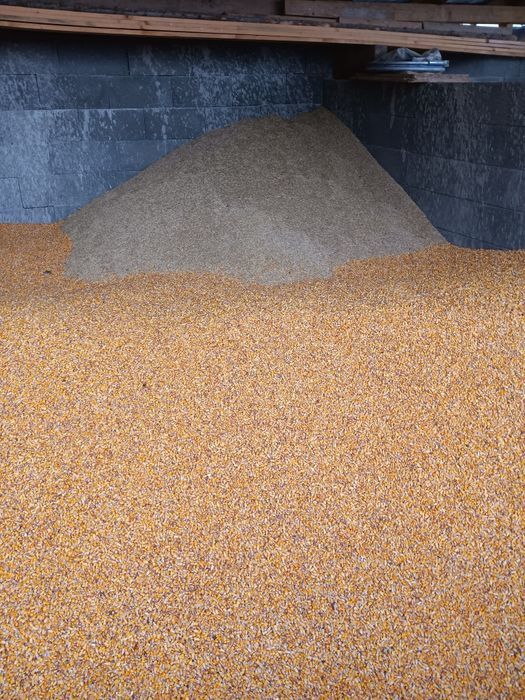 Vând, porumb mai multe detalii la telefon