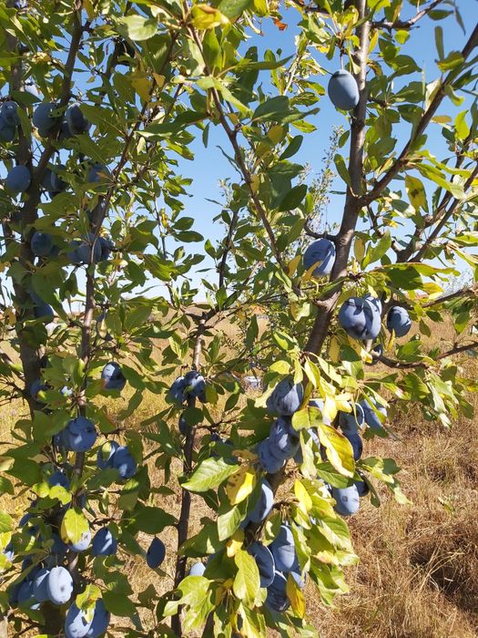 prune nestropite