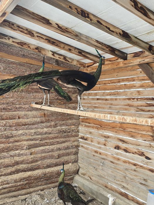 Зелени пауни Muticus Muticus и Спалдинг висок процент