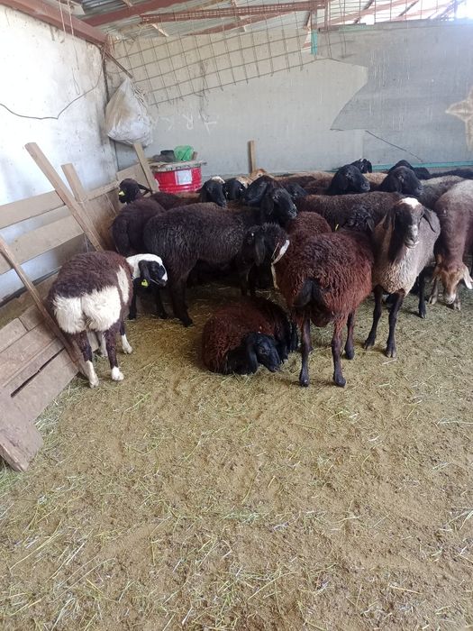 Қой, тоқты сатылады