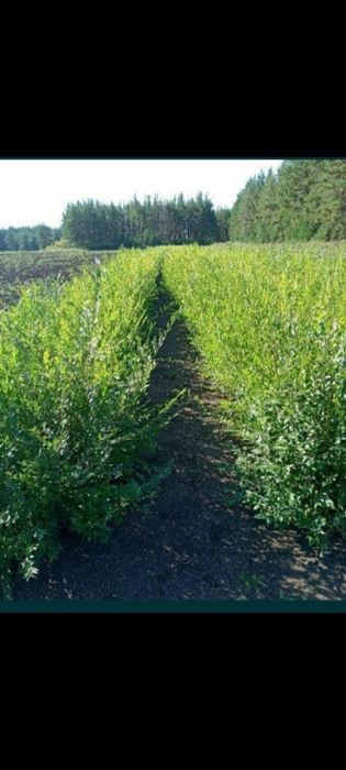 Живая изгородь,деревья,