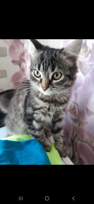Отдам котята в хорошие руки