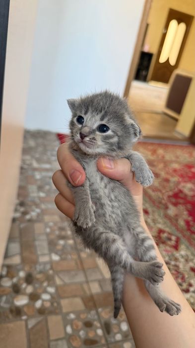 Отдам котят в добрые руки