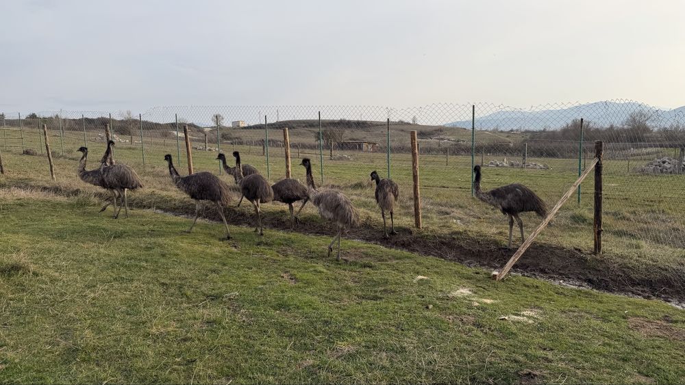 Голямо Ему Миналогодишни