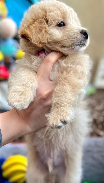 Maltipoo pudel mini toy