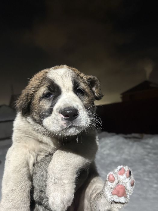 Продам щенят Тобет