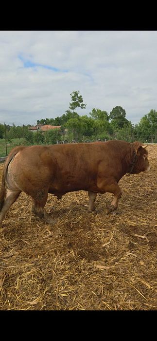 Taur Limousin de vânzare