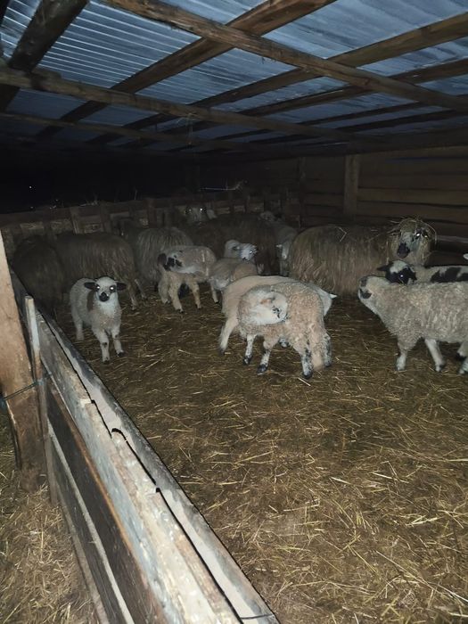 Vand Oi turcane +miei+berbeci