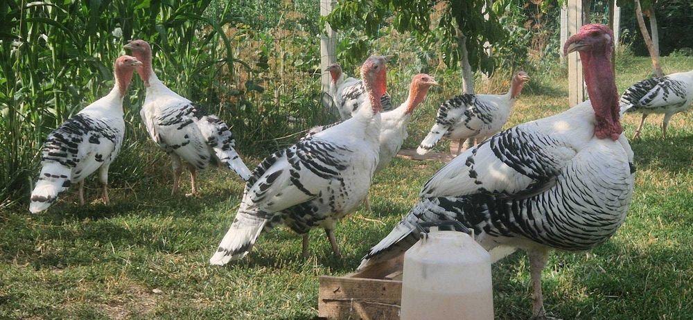 De vanzare tineret curca rasa Royal Plam/Crollwitzer
