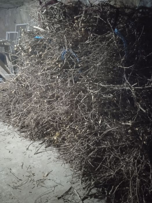 Tut Otinlar sotiladi