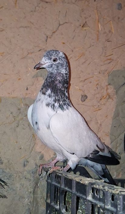 Готовая самка хорошая