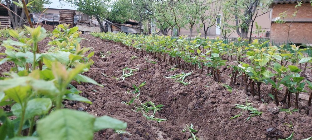 Саженцы. Жемыс талдар