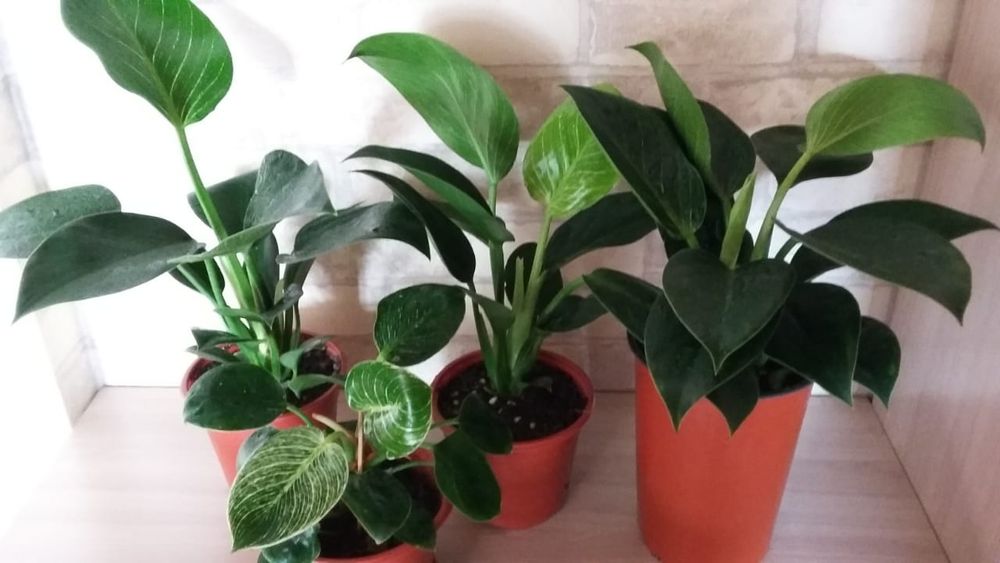 Комнатные цветы Филодендрон Биркин