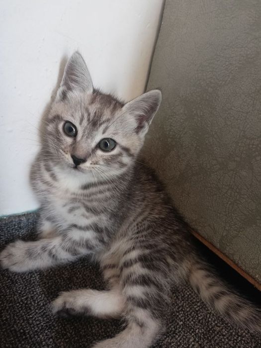 Zotdor ona mushuk 2 ta bolasi bilan