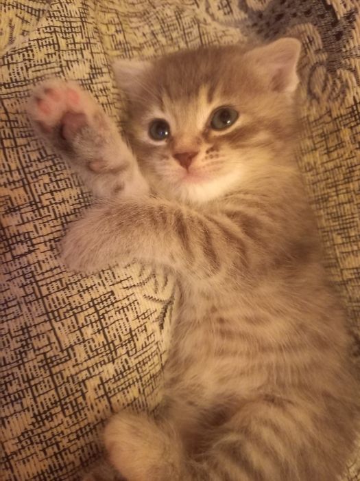 Вислоухий котёнок 1 месяц {дев-а}