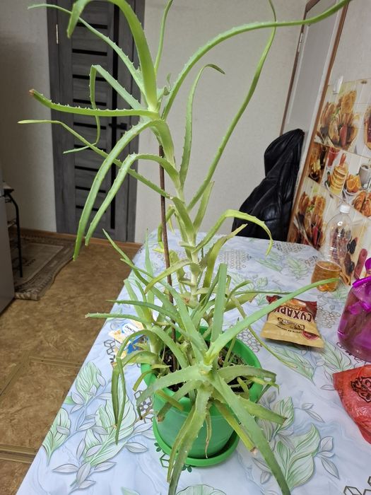 Алоэ продам 2500