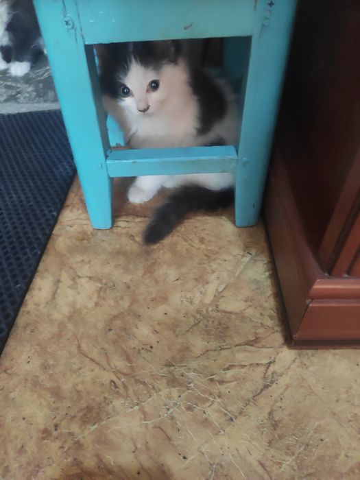 Котята помесь британца