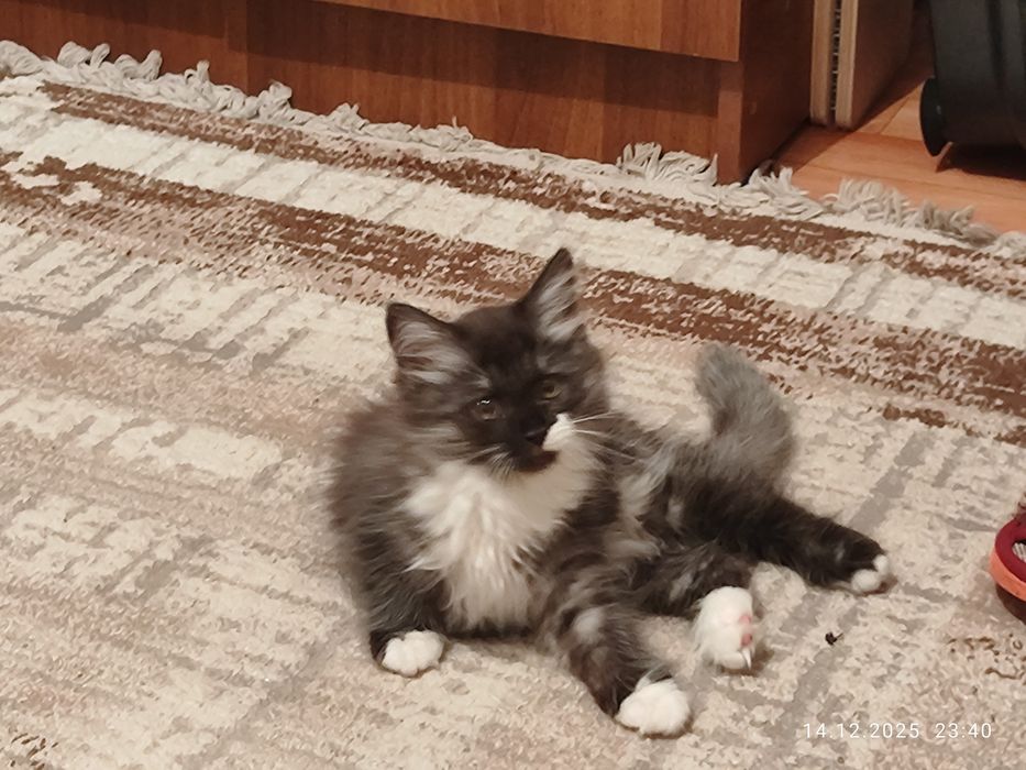 Ищу дом на постоянно