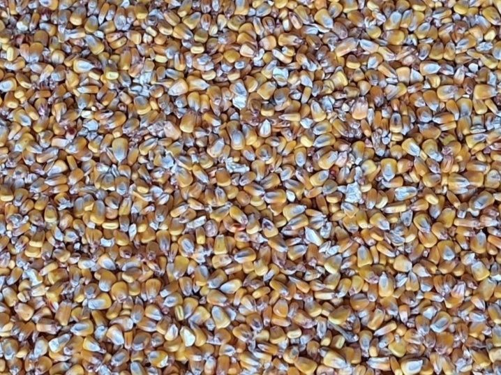 Vând grăunte 0.80 bani kg