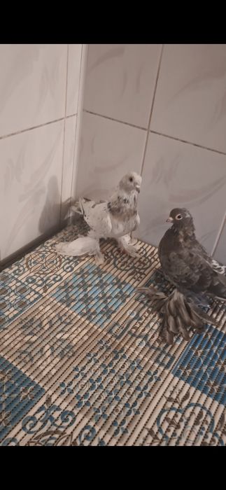 Голуби, көгершін...