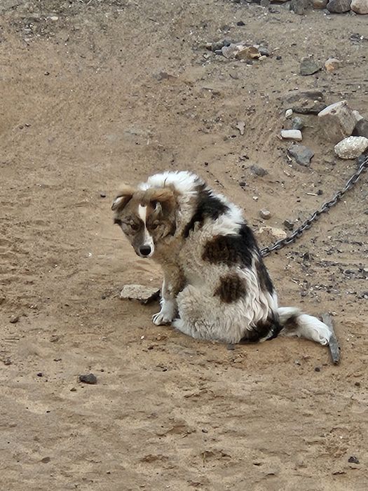 Отдам сабаку в добрые руки
