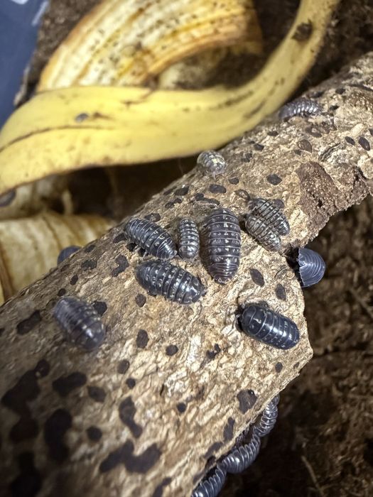 Izopozi / Izopode pentru Terrariu