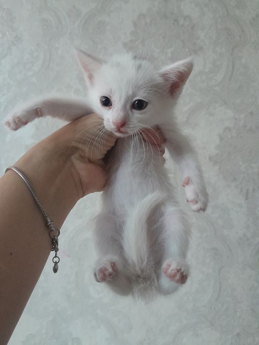 Белый котёнок мальчик. Кошка белый мальчик