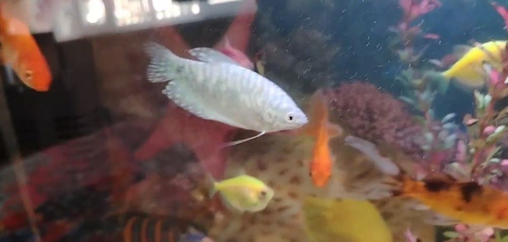 Аквариумные рыбки