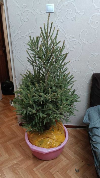 живая ель в грунте