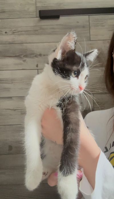 Котята ! Алматы

Ищут дом два чудесных