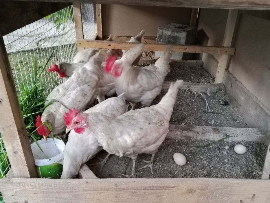 Loman sendi uyda boqilgan tovuq