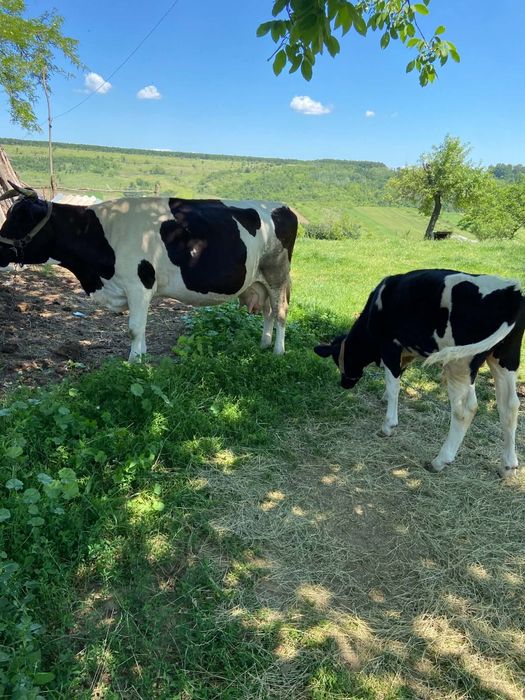 Disponibil vacă holstain gestanta în 4 luni  cu vițel de 6 luni
