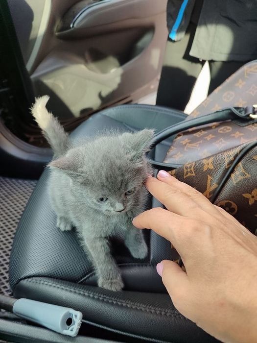 Scotish strayt мушукчалар