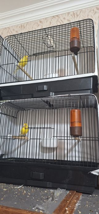 Канарейка сотилади