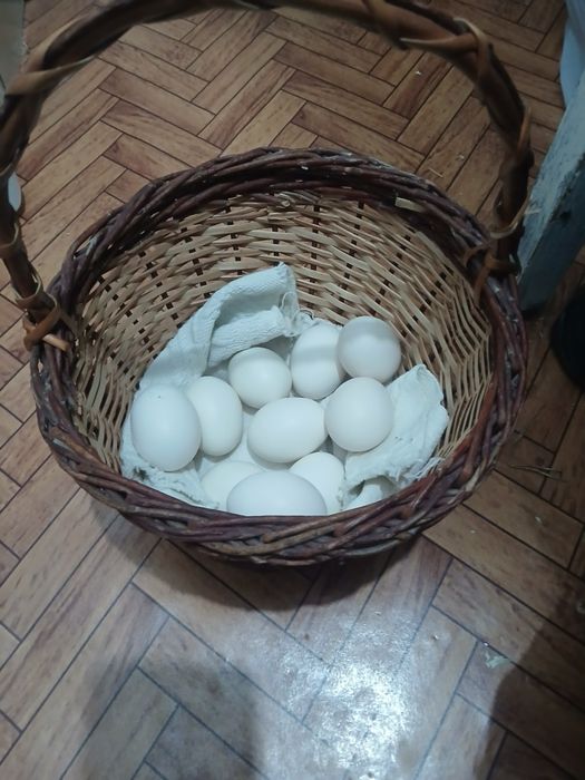 Vand oua de paduana frezata pentru incubat..