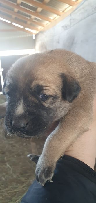 Ұрғашы күшіктер тегін