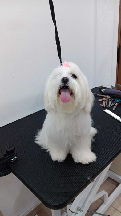 Salon Canin / Tuns Caini / Salon Sector 6 - Frizerie Canina