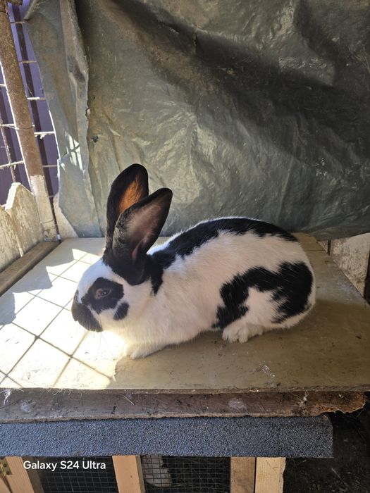 Iepuri din rasa fluture german