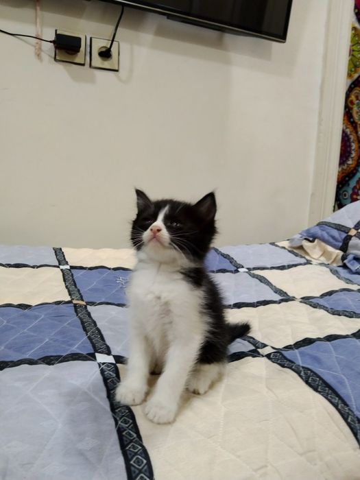 Отдам котят в добрые руки