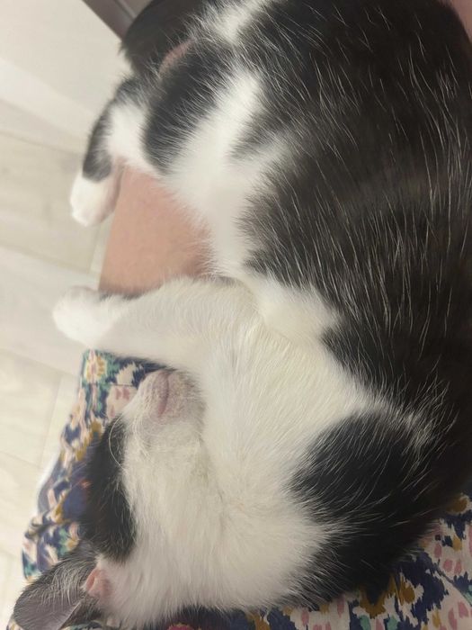 котик ищет дом в Уральске