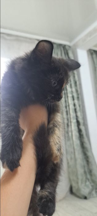 Отдаю котят в добрые руки