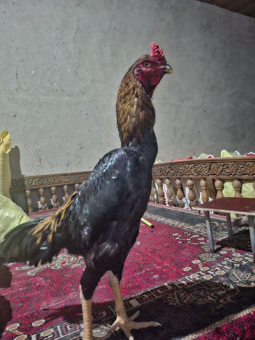 дакан тухумлари сотилади зоти тозаси бухоро гиждувонда