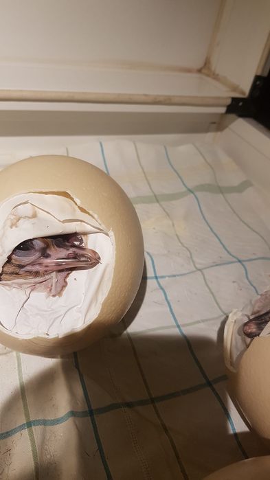 Preluam comenzi pui de struti