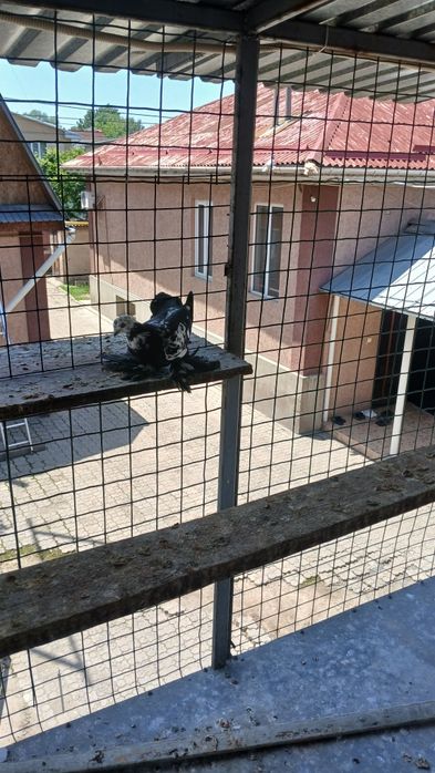 Голуби голуби голуби
