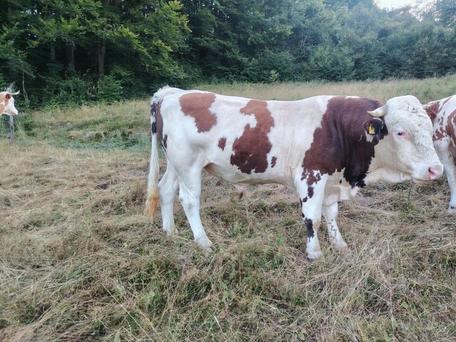 Vand taur baltata romaneasca