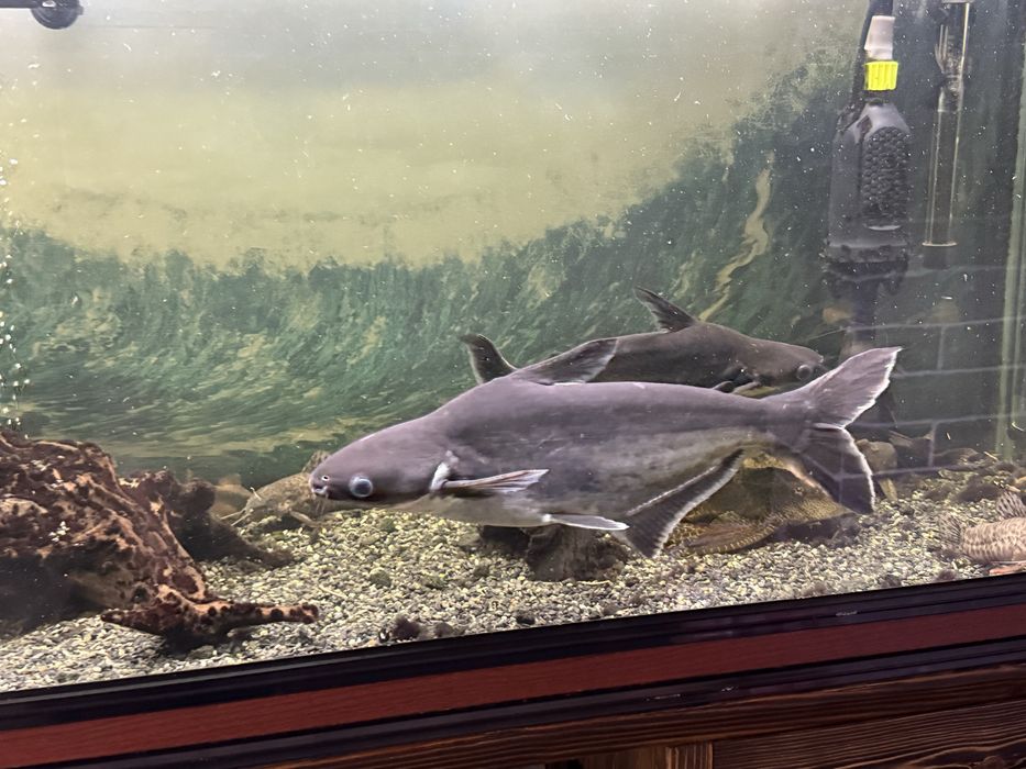 Продам рыбу аквариумную Пангасиус (акула)