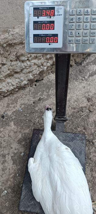 Индук ва индутка