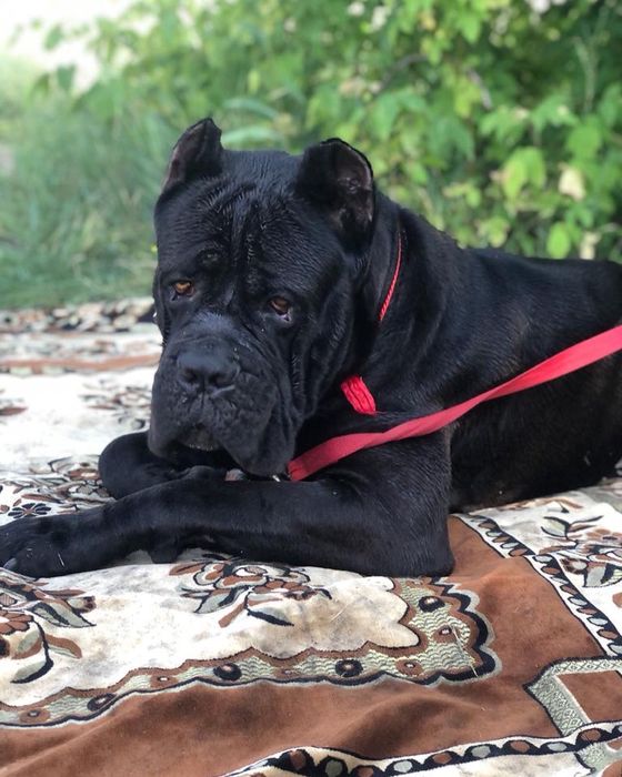 Вязка кане -корсо 2 кобеля